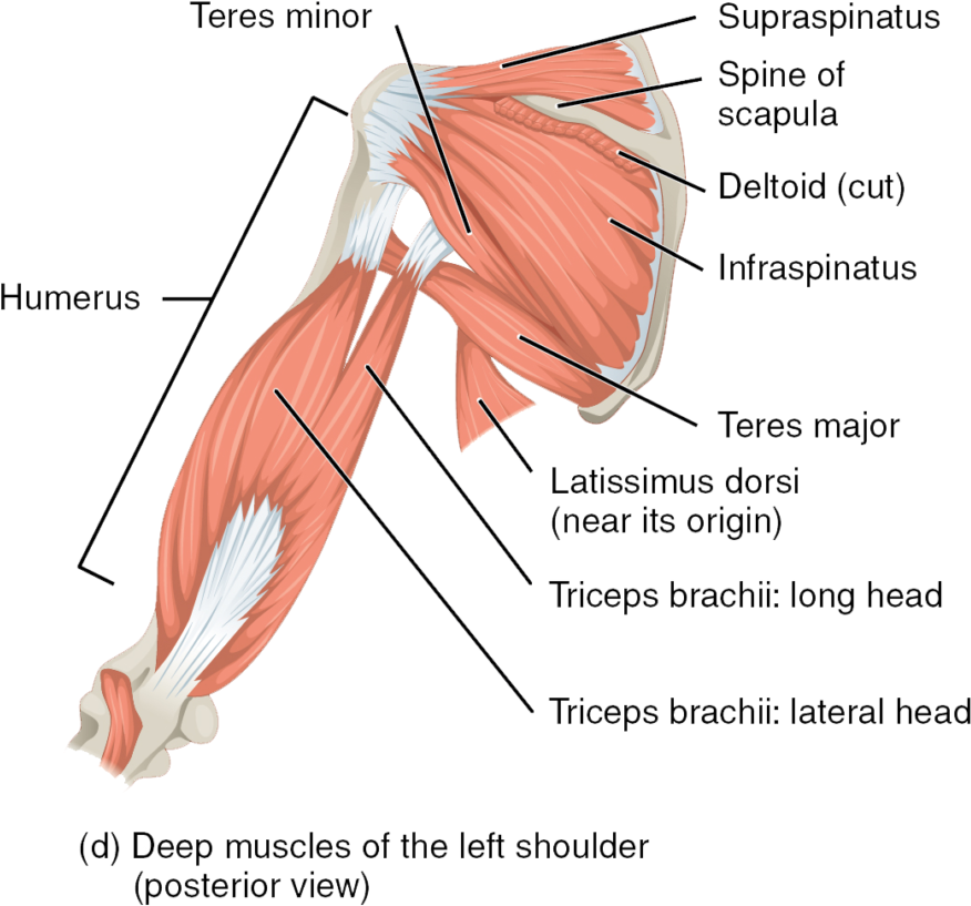 The Muscles Of The Rotator Cuff And Arm, Posterior - Schulter Muskeln (949x1024), Png Download