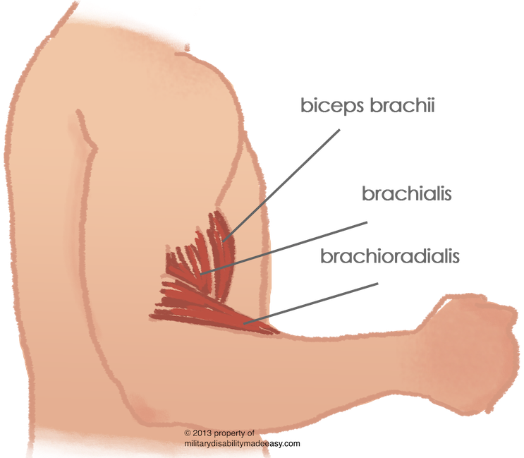 Shoulder Muscle 12 - Bicep Muscle Pain (743x649), Png Download