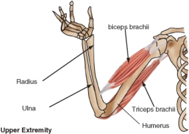 Muscle Clipart Muscle Biceps - Biceps Brachii Contraction (684x490), Png Download