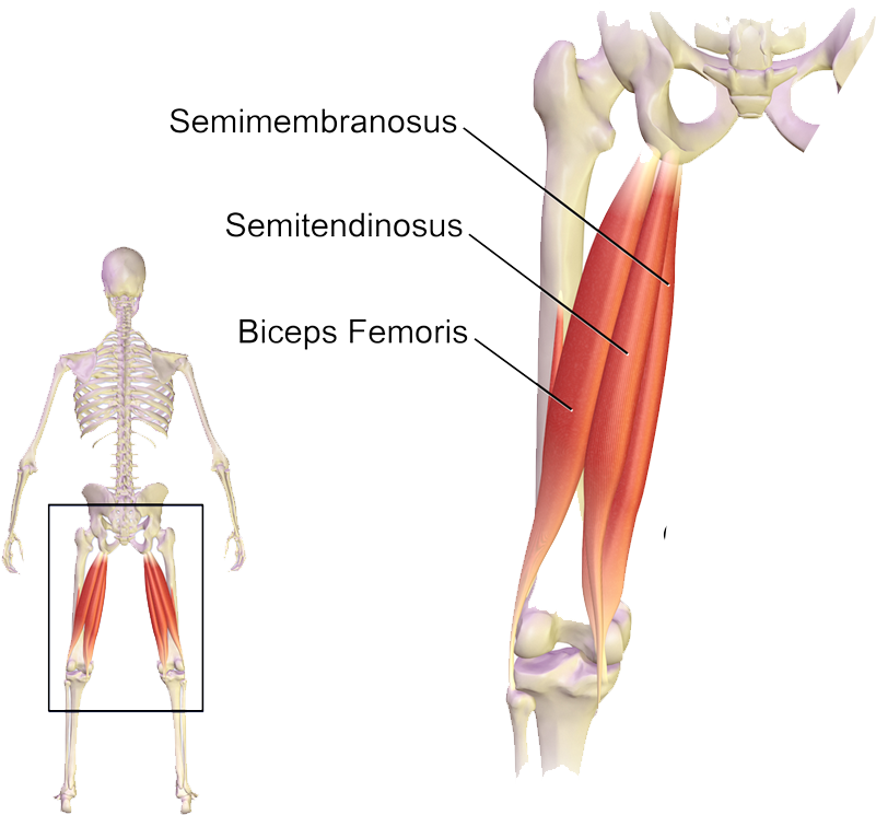 The Hamstring Group Of Muscles Of The Posterior Thigh - Muscles Used When Bending Knees (840x825), Png Download