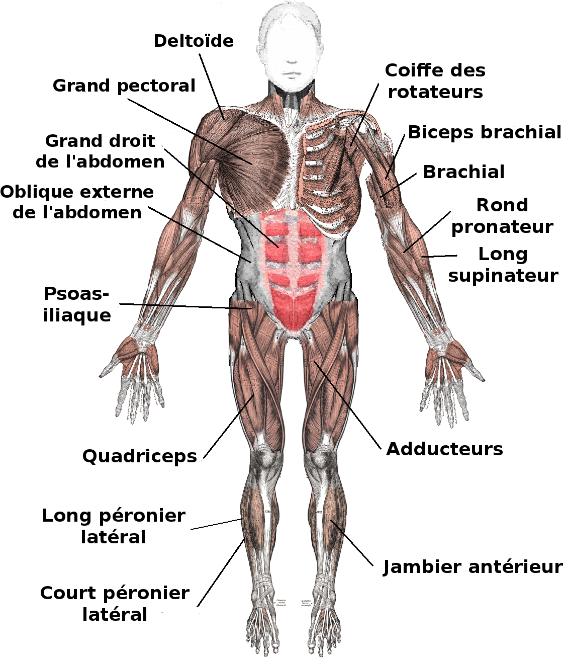 F Rence Muscles Muscles Anterior Labeled Fr - Tendons And Ligaments In The Body - Free ...