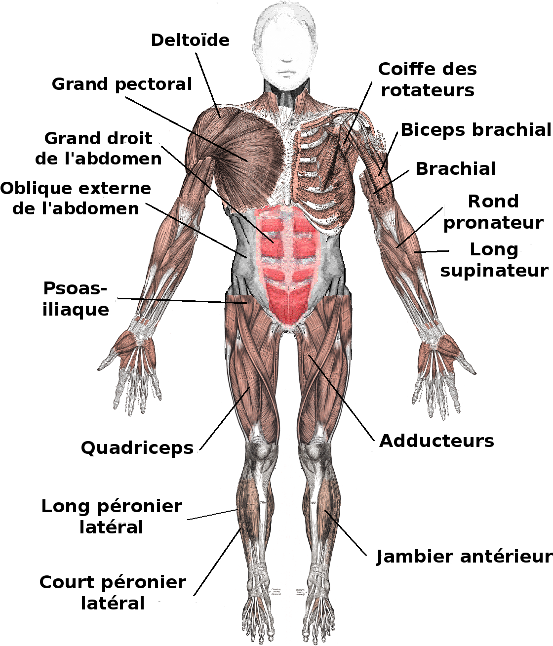 Muscles Anterior Labeled Fr - Tendons And Ligaments In The Body (1156x1342), Png Download
