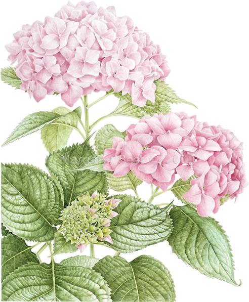 277 - Botanical Art Hydrangea (500x674), Png Download
