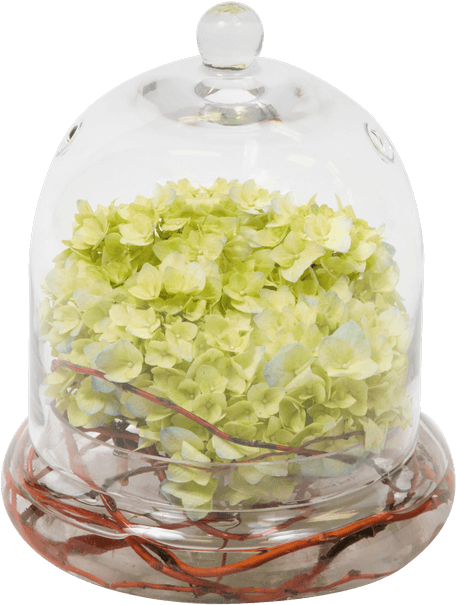 Bowl Of Beauty Hydrangea • $24 - Bean Sprouts (500x611), Png Download