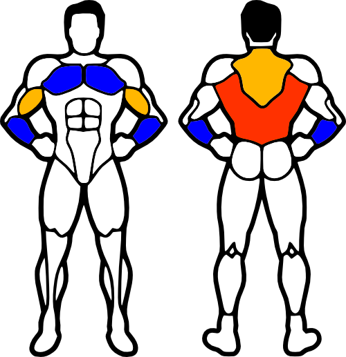 Pull Up Muscles - Muscles Do Chin Ups Work (500x517), Png Download
