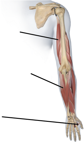 Lines Indicate Muscle Location, And Do Not Point Out - Longbow (578x525), Png Download