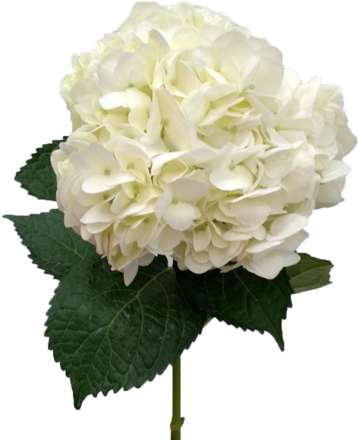 Hydrangea White Super Select - Hydrangea (700x700), Png Download