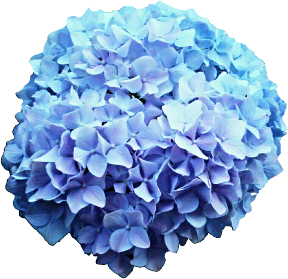 Hydrangea Clipart Blue Hydrangea - Hydrangea Transparent (1024x982), Png Download