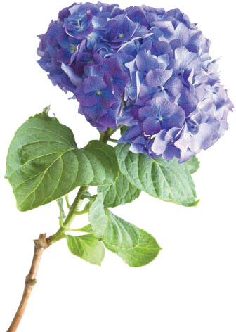 Hydrangea - American Greetings We Love You, Mom, Birthday Card (500x500), Png Download