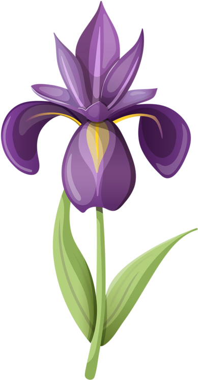 Фото, Автор Soloveika На Яндекс - Iris Flower Clipart (442x800), Png Download