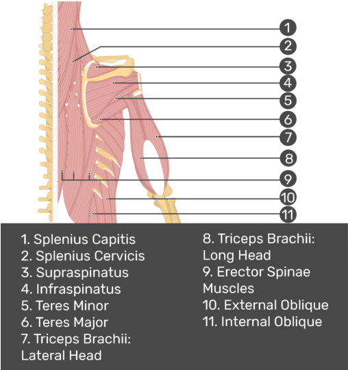 Test Yourself Image Of Posterior View Of Back And Right - Triceps Brachii Muscle (507x550), Png Download