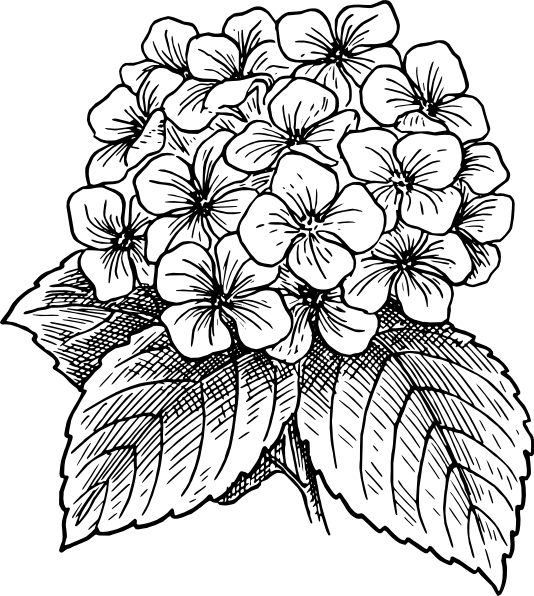 Small - Hydrangea Flower Clip Art (534x596), Png Download