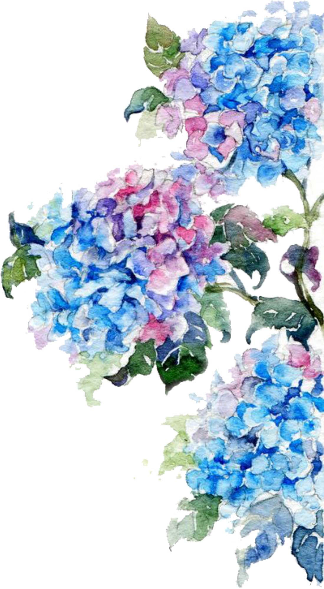 Ftestickers Flowers Border Edging Springcolors - Watercolor Flowers Blue Png (1174x2200), Png Download