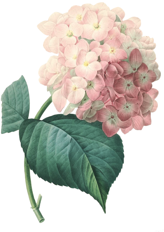 Explore Hydrangeas, Hydrangea Flower And More - Pierre Joseph Redoute Hortensia (582x800), Png Download