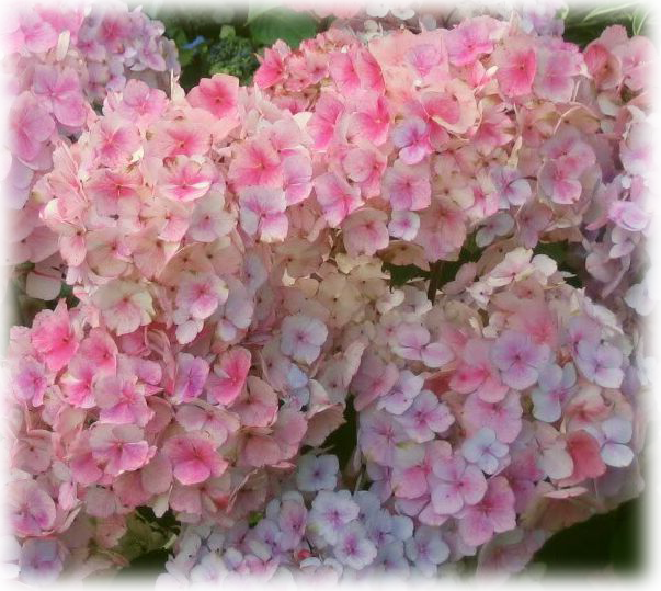 Wild Things Grow - Гортензия Пильчатая Розовая (603x539), Png Download