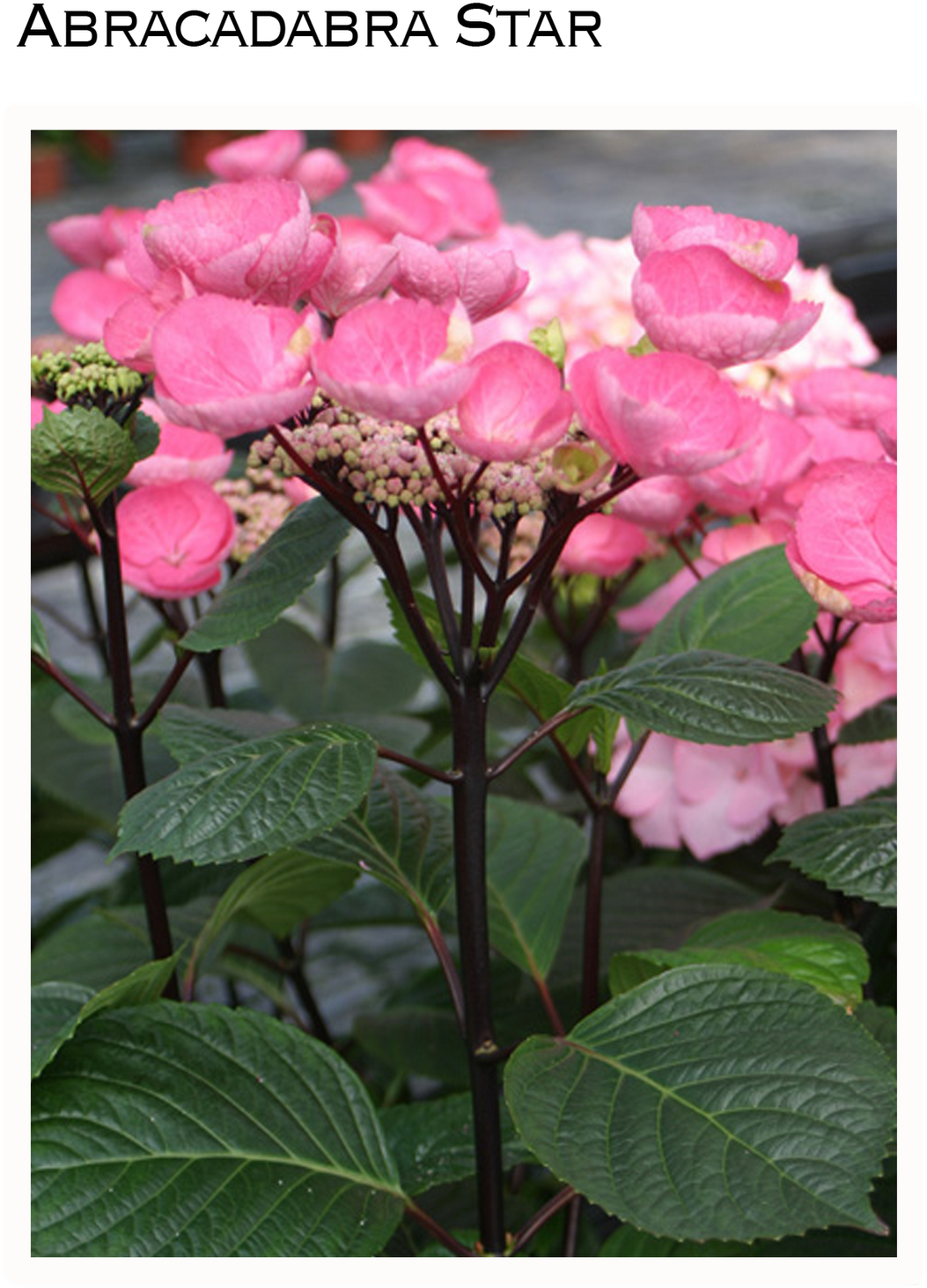 For People Who Are In Love With The Idea Of Endless - Hydrangea Macrophylla Black Steel (1213x1600), Png Download
