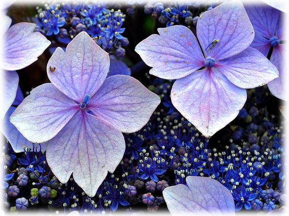 Hydrangea Mariesii Variegata (570x425), Png Download