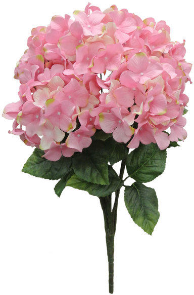 Image - Hydrangea (392x588), Png Download
