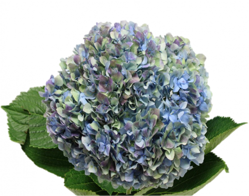 Hydrangea S-collection Antique Blue - Hydrangea (500x500), Png Download