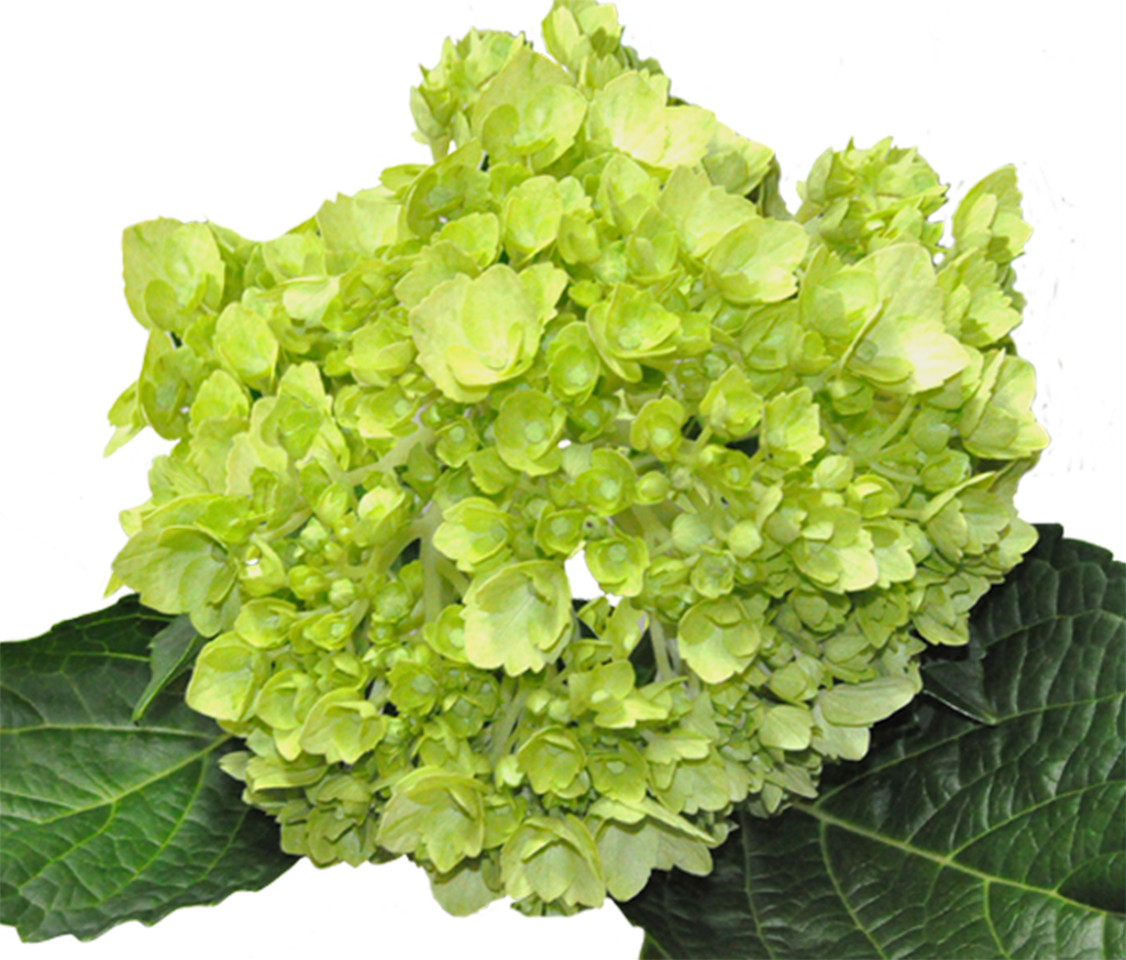 Minigreen Lime - Premium Green Lime Hydrangea (1024x873), Png Download