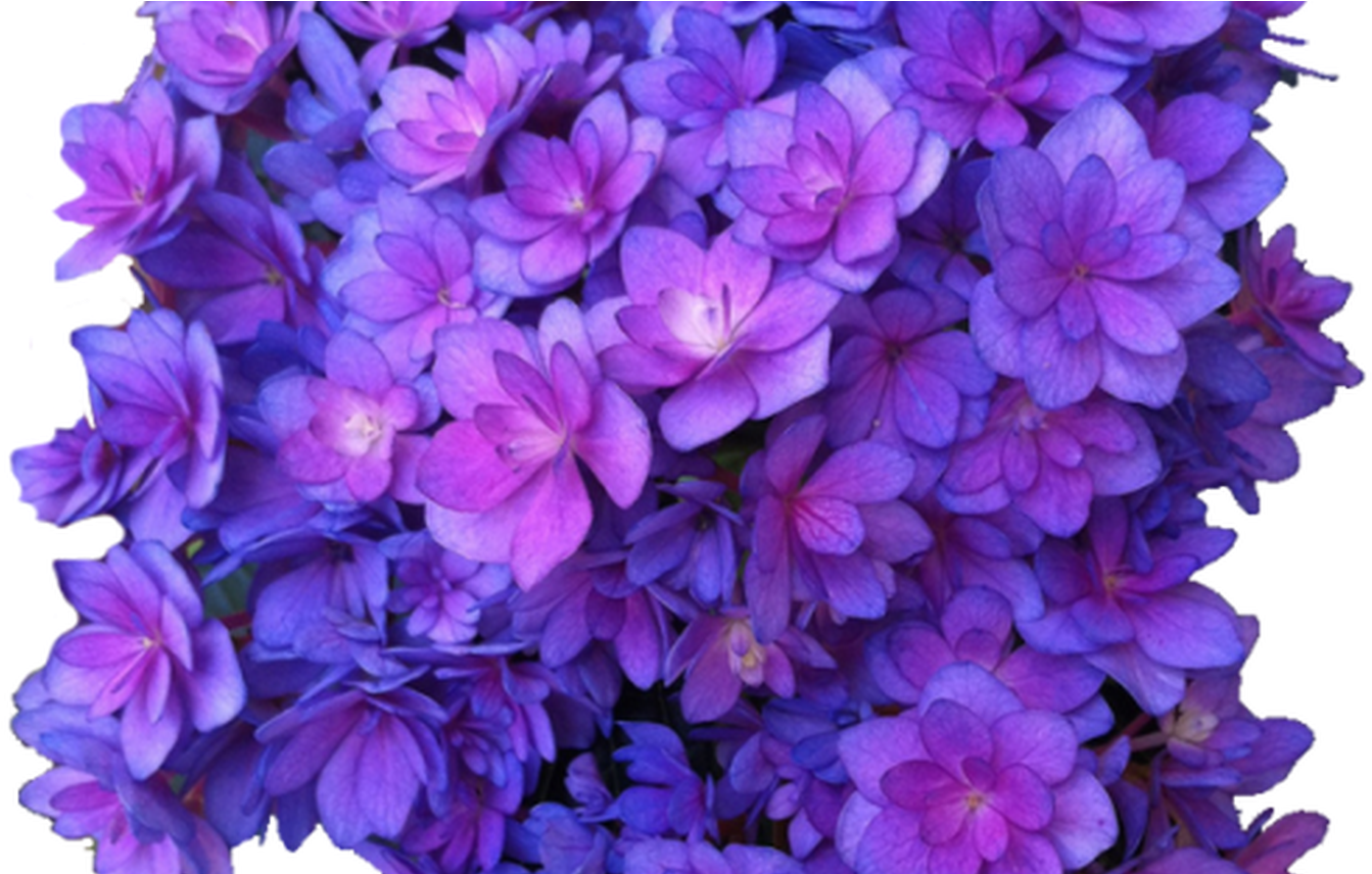 Flower Purple Png Multi Transparent Hydrangea Transparent - Purple Flower Transparent (1368x855), Png Download