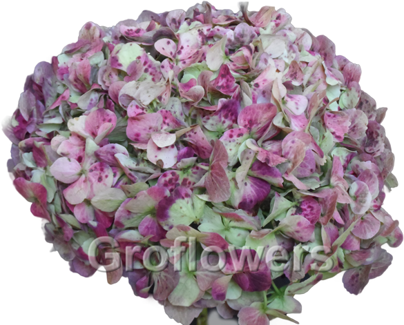 Lime Antique Green - Natural Antique Green Hydrangeas (640x480), Png Download