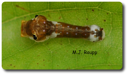 Bird Droppings, Snake Eyes, Dead Leaves - Spicebush Swallowtail (530x313), Png Download