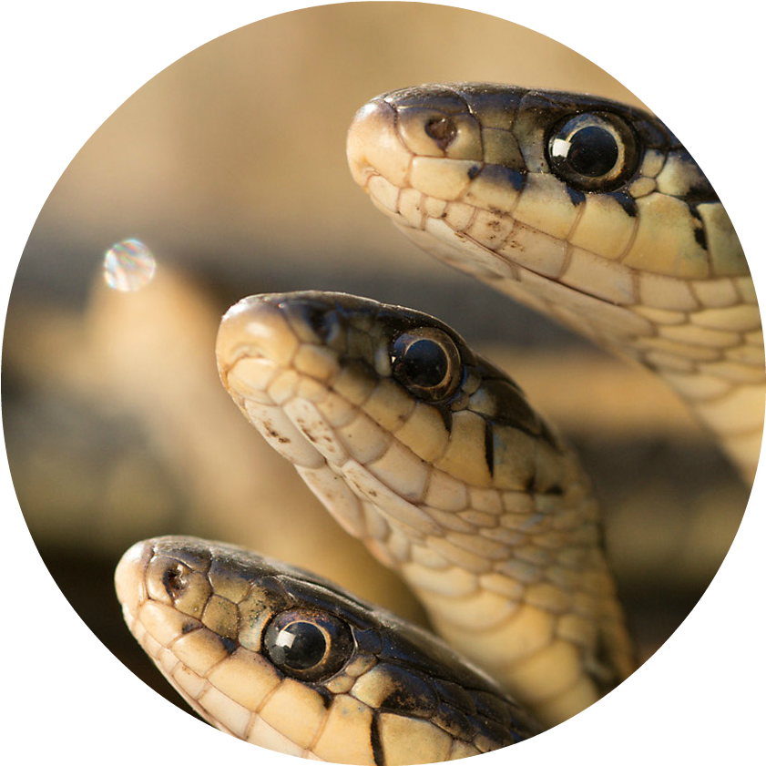 Mac23 Photo Essay Snakes Carousel - Donald Trump (972x900), Png Download