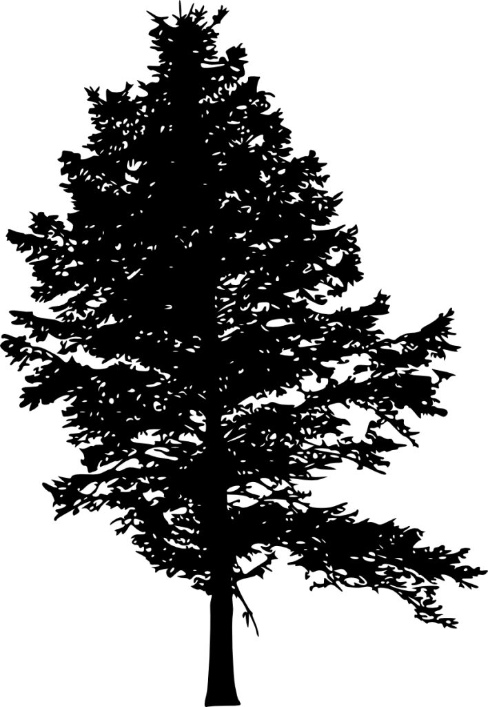 10 Pine Tree Silhouette - Pine Tree Silhouette Png (708x1024), Png Download