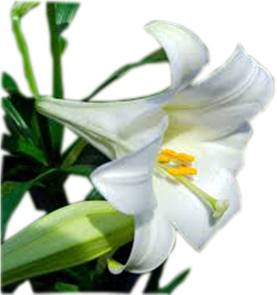 Easter Lily Plant - Easter Lily (600x600), Png Download