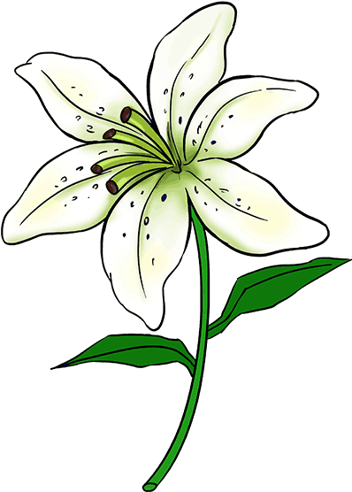 How To Draw A Lily - Easy Drawings Of Lilies (678x600), Png Download