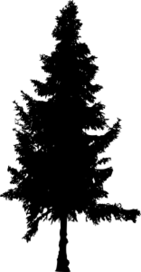 Pine Tree Silhouette Png - Silhouette Pine Tree Png (480x924), Png Download