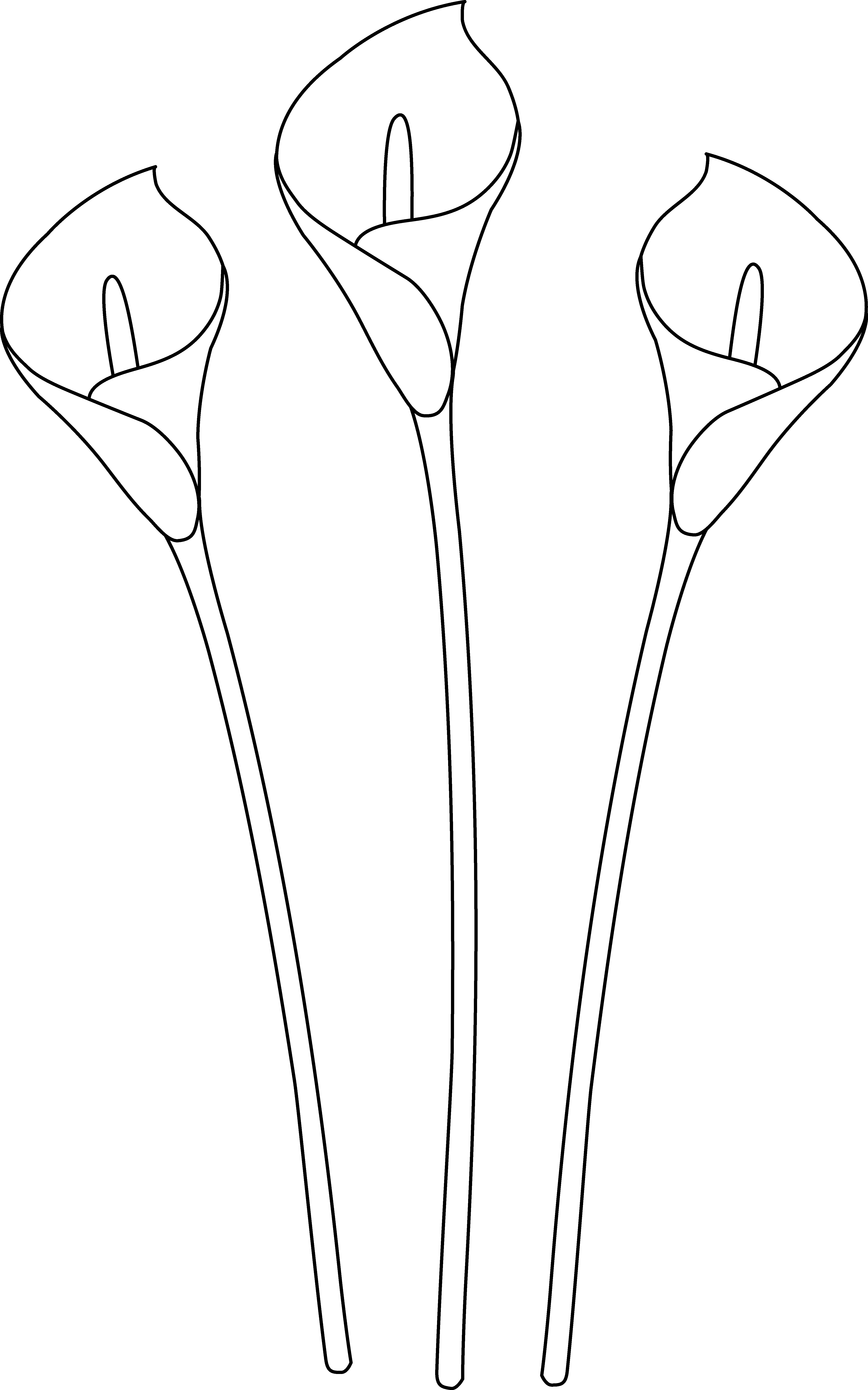 Calla Lilies Line Art - Drawing (4552x7286), Png Download