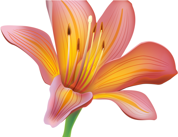 Free Easter Lily Clipart - Lily Clipart (640x480), Png Download