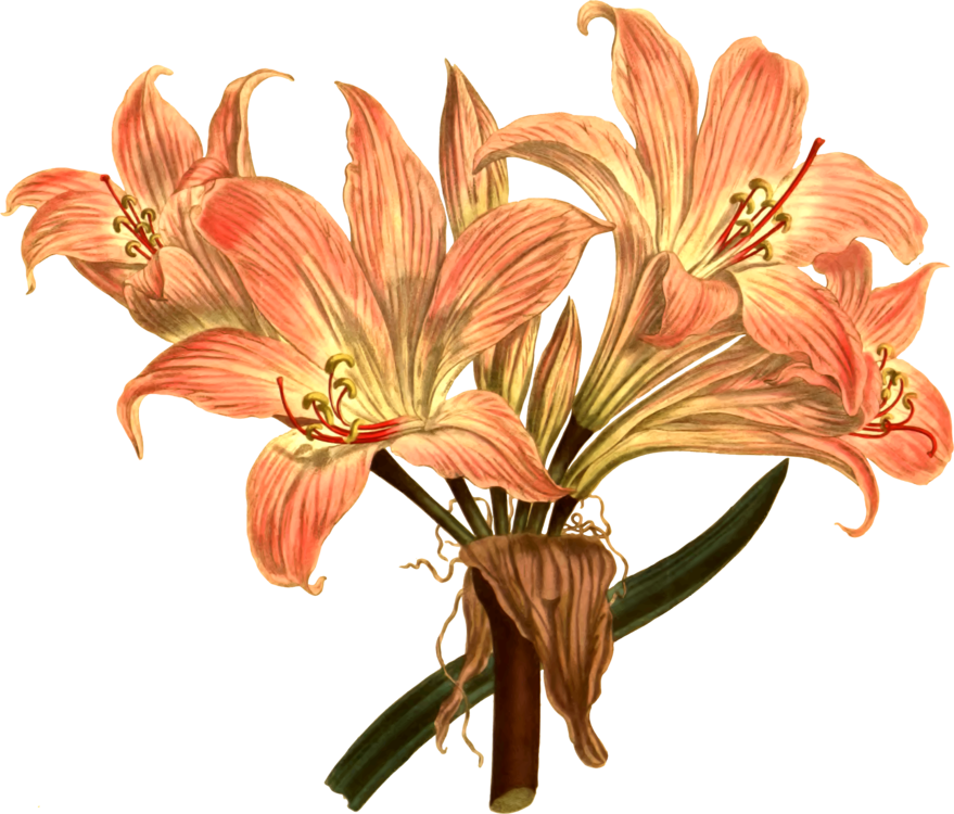 Jersey Lily Drawing Botanical Illustration Botany Free - Botanical Illustration Latest Flowers Png (879x750), Png Download
