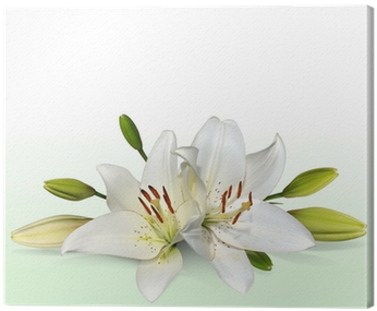 Easter Lily Flowers, Also Known As November Lilies - Two Lilies Canvas Print, 150x70 Cm, Posters, Prints (400x400), Png Download