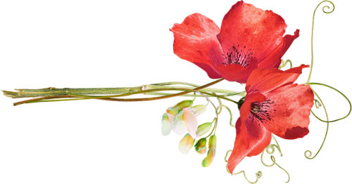 Poppies - Free Flower Clip Art Watercolour (500x262), Png Download