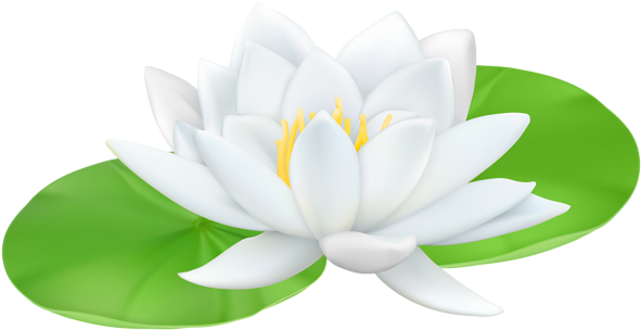 Banner Black And White Stock Easter Lily Clipart Free - Clip Art Water Lily (600x310), Png Download