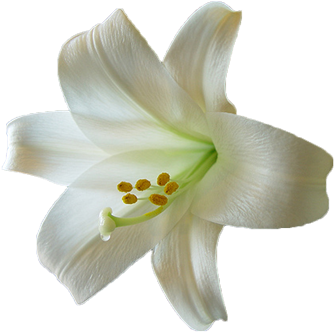 First Holy Communion - Easter Lily Transparent (400x359), Png Download