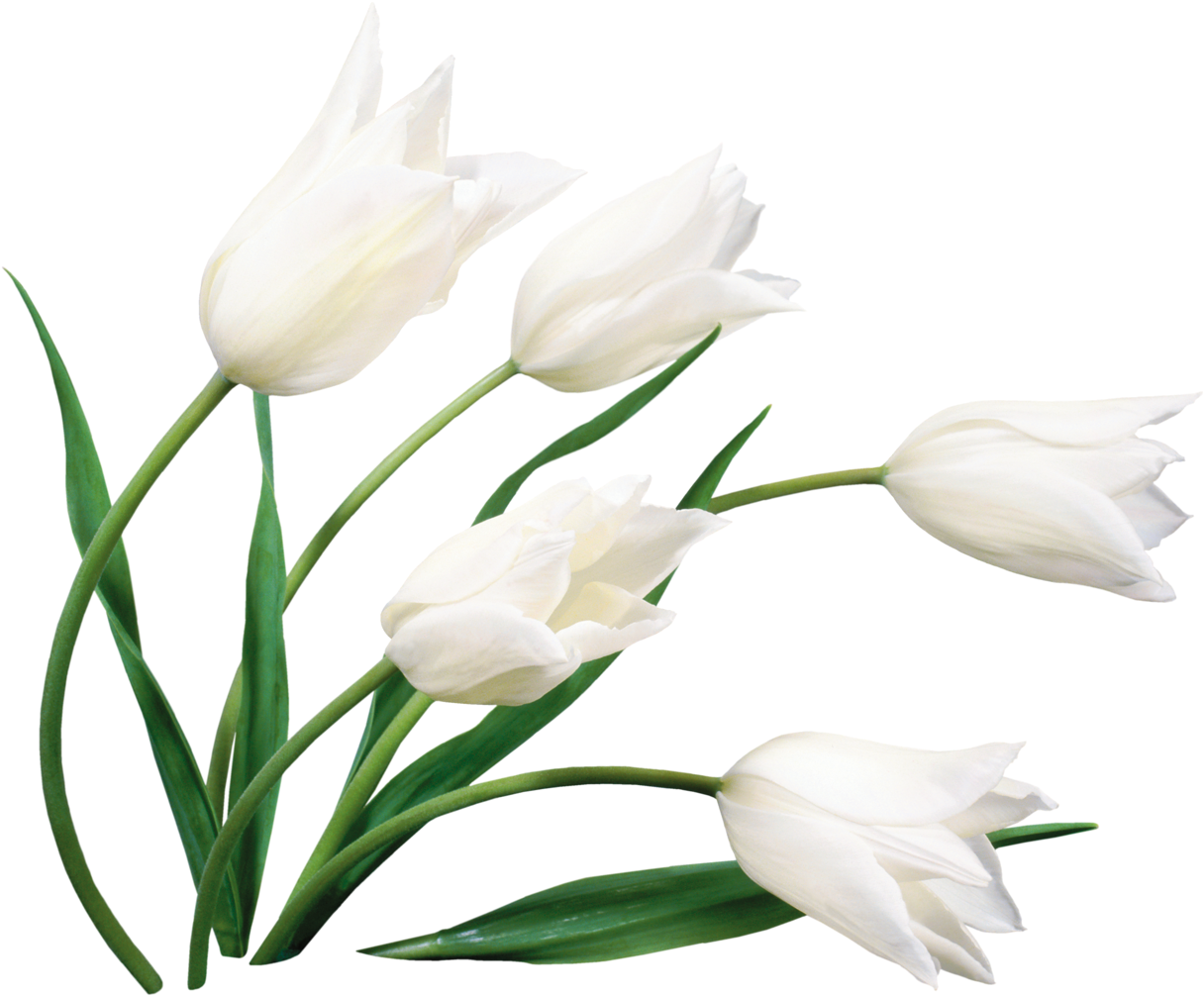 6 - 30 - Lilies Flower Images Hd Download (1280x1049), Png Download
