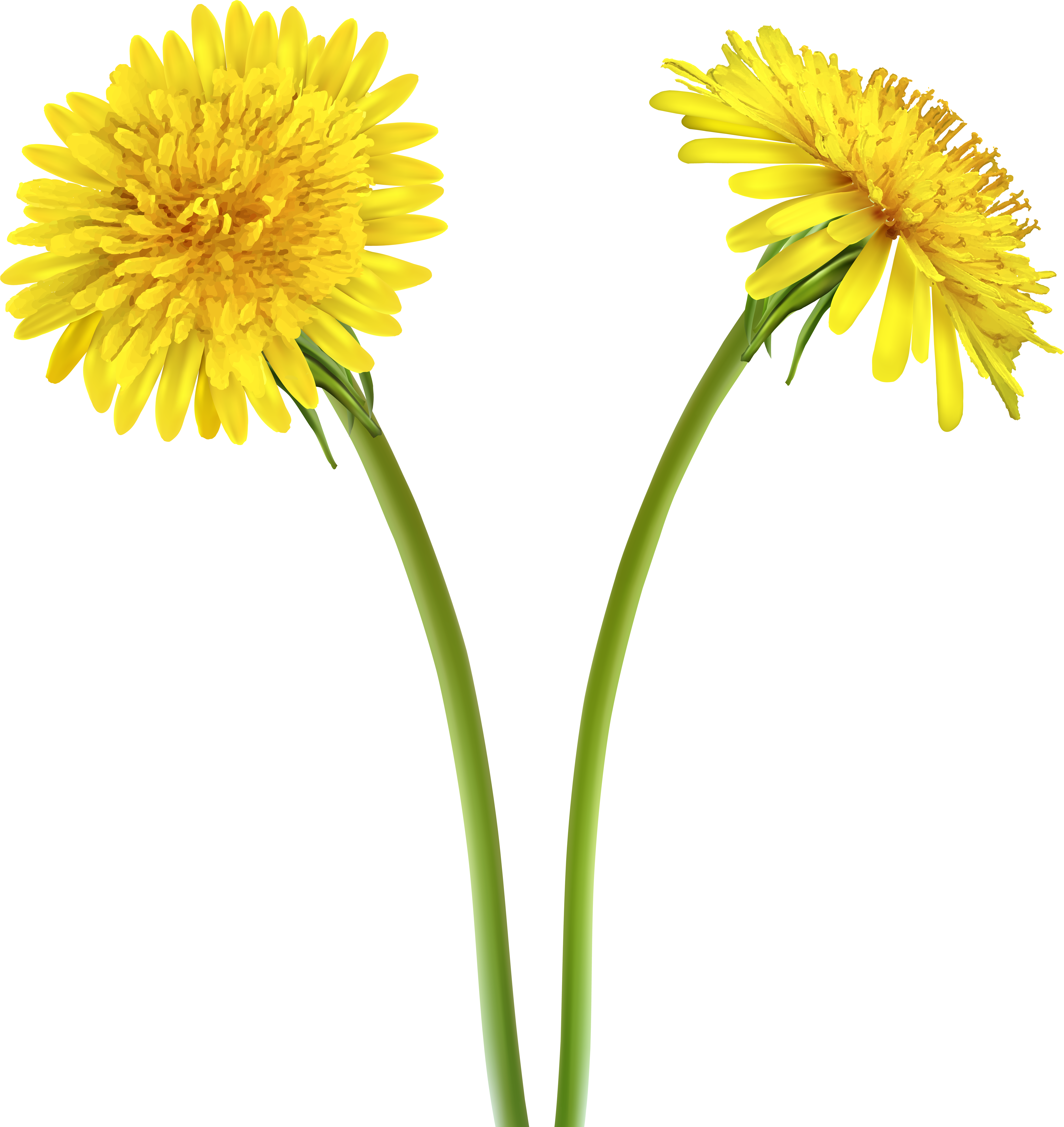 Dandelions Transparent Clip Art (7545x8000), Png Download