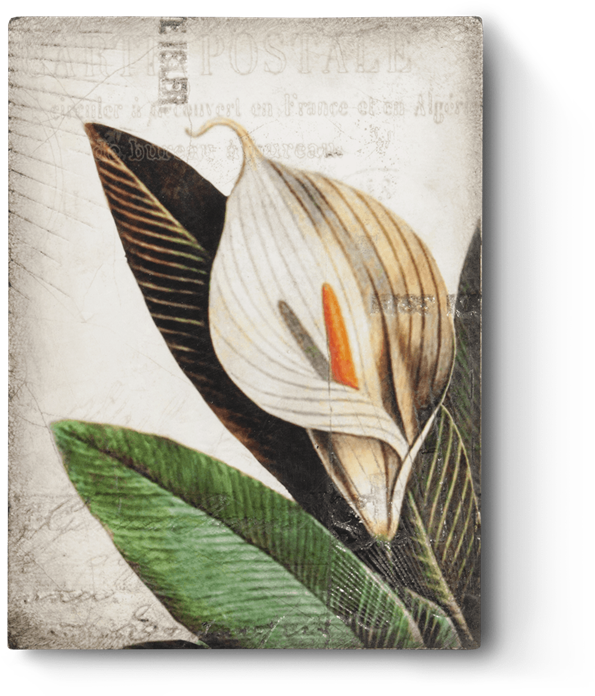 Calla Lily T452 - Sid Dickens Inc (480x480), Png Download
