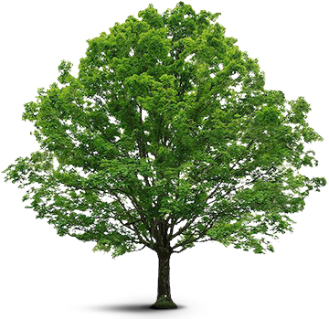 Curtido Curtir Compartilhar - Deciduous Trees Transparent (360x349), Png Download