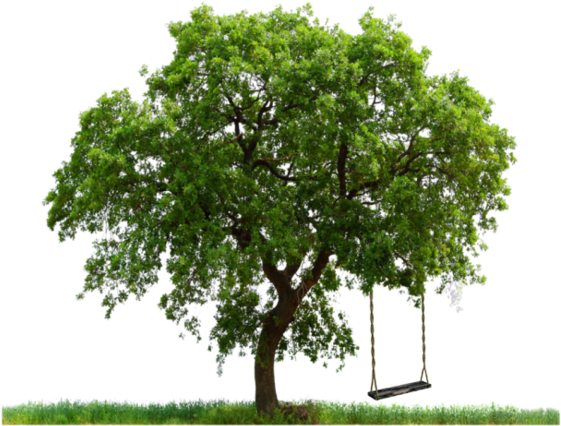 I Like How Full The Leaves Are On This Tree - Large Tree (600x456), Png Download