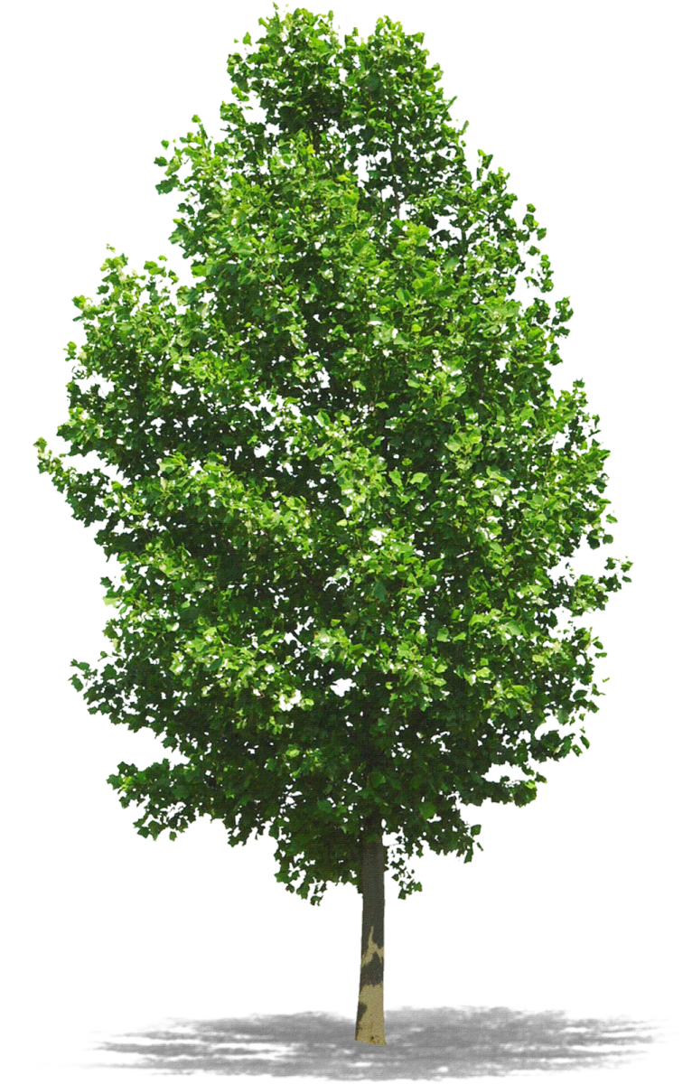 Dicas Para O Cultivo De Árvores Em Calçadas - Photoshop Trees (766x1200), Png Download
