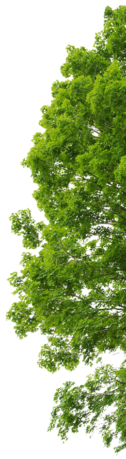 Minerio Ferro Bg Arvore - Canoas (311x1074), Png Download