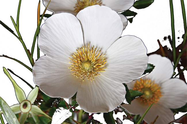 "cherokee Rose" By Ocean Springs Artist Trailer Mcquilkin - Ocean Springs (650x432), Png Download