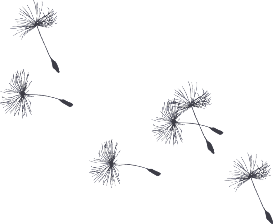 Dandelions-floating - Clip Art (879x720), Png Download