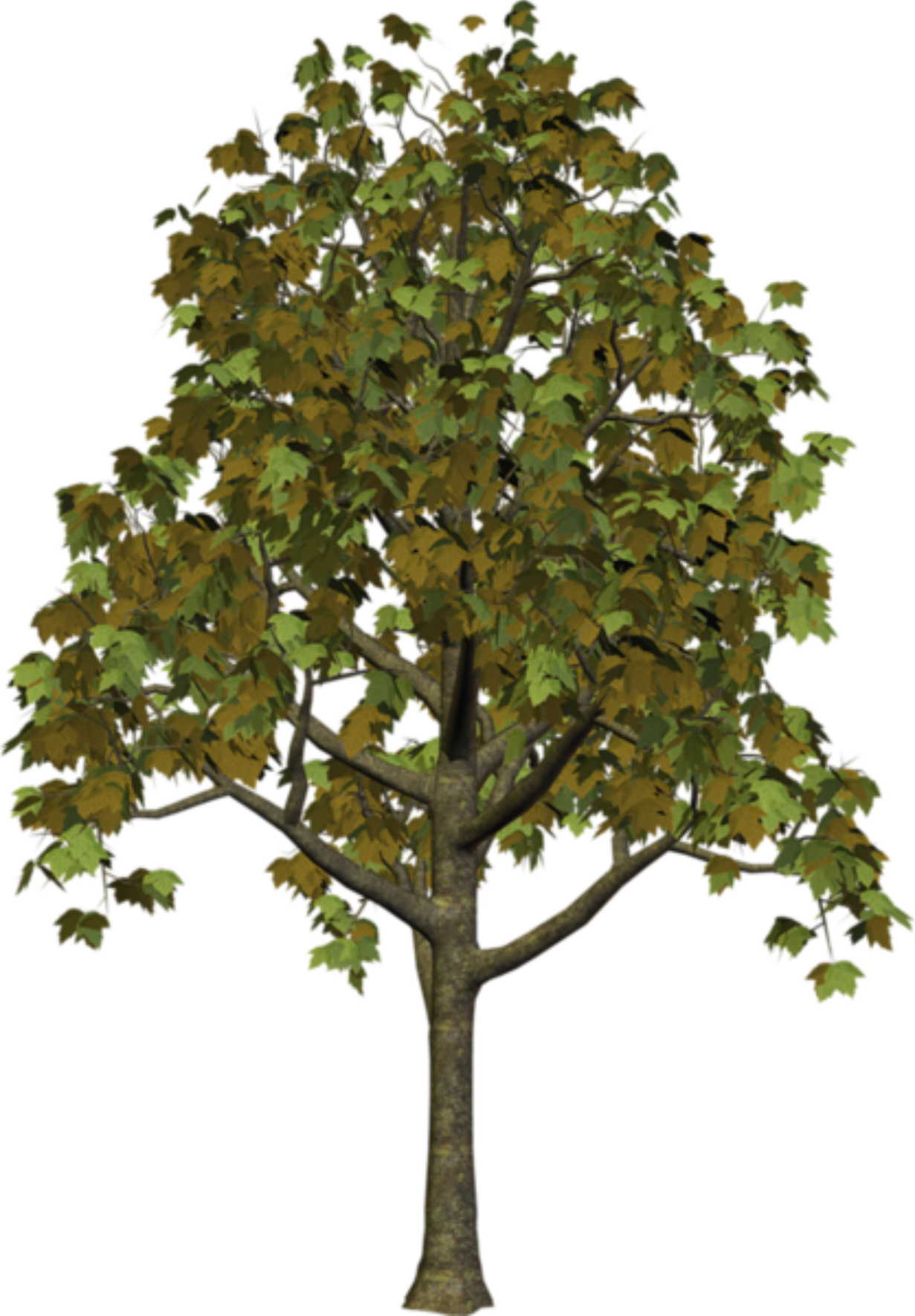 Árvores Árvore 5 Png - Fall Trees Png (1231x1771), Png Download