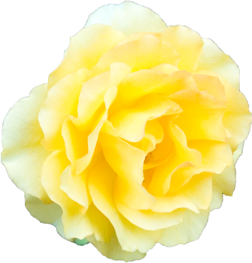 Yellow Rose Transparent Background (894x894), Png Download